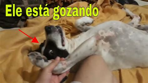 mulher comendo cachorro|TRANSEI COM MEU CACHORRO ELE EJACULOU EM MIM。